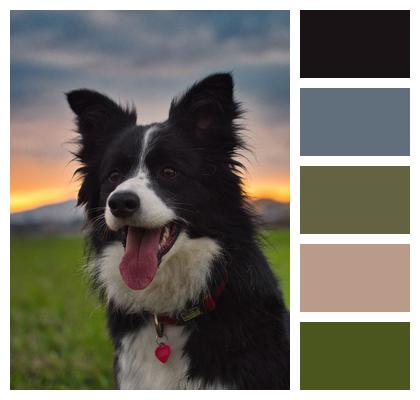 Border Collie Meadow Sunset Image